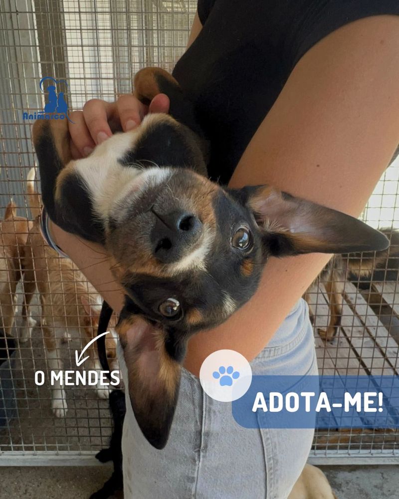 Mendes cachorro ficara porte medio