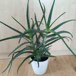 Aloes drzewiasty