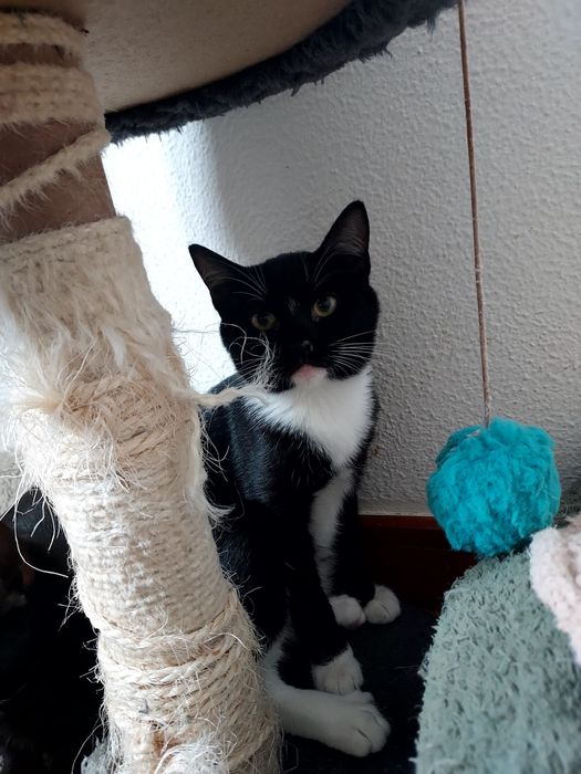 Gatinha para adoção