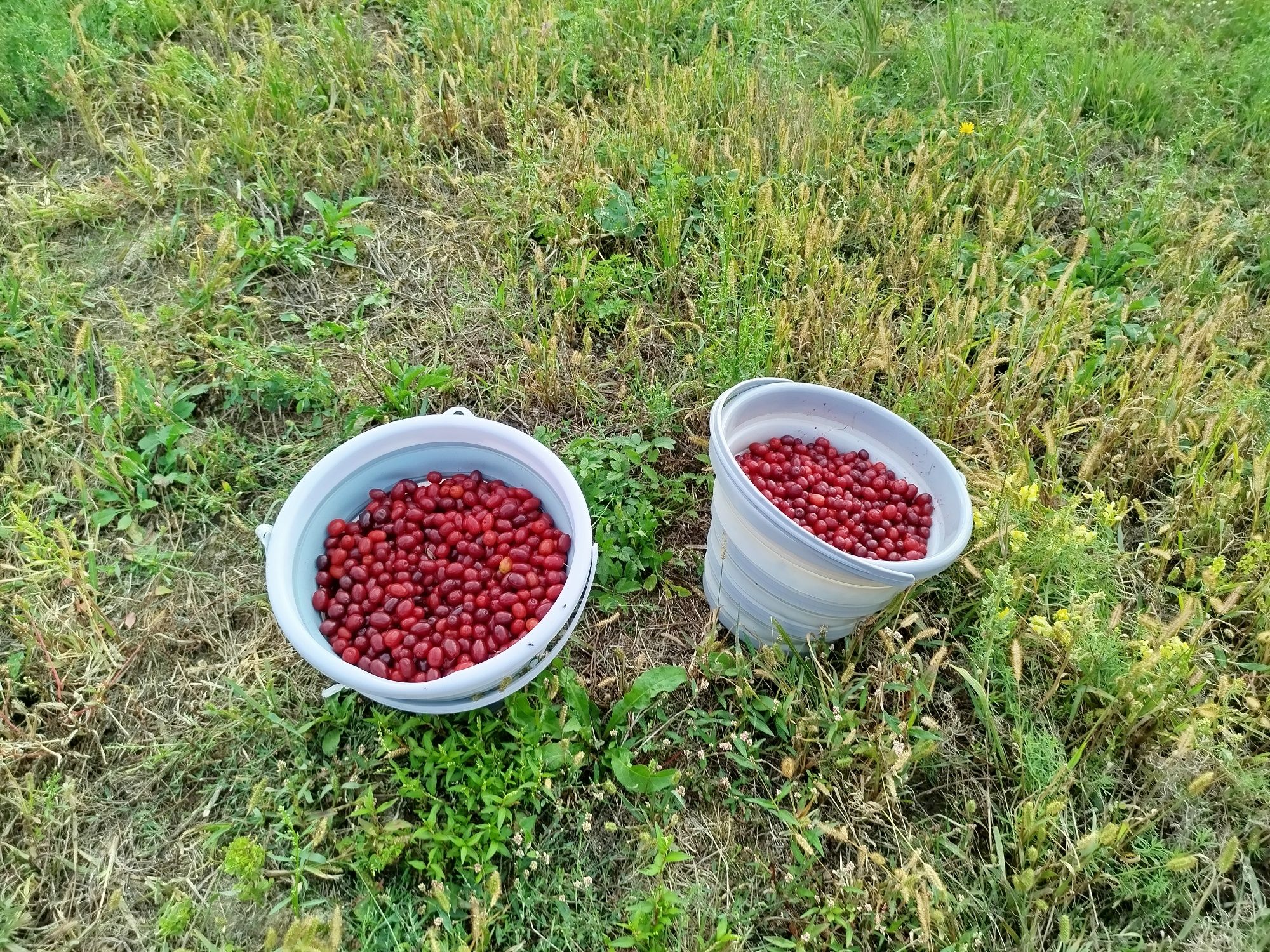 Owoce dereń jadalny , nalewka, dereniówka