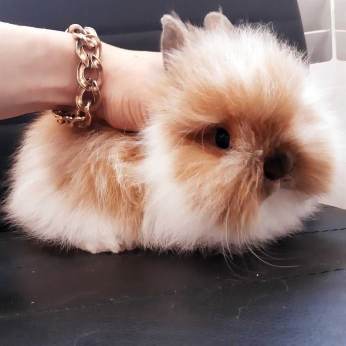 Карликовые мини кролики от породистых родителей звоните