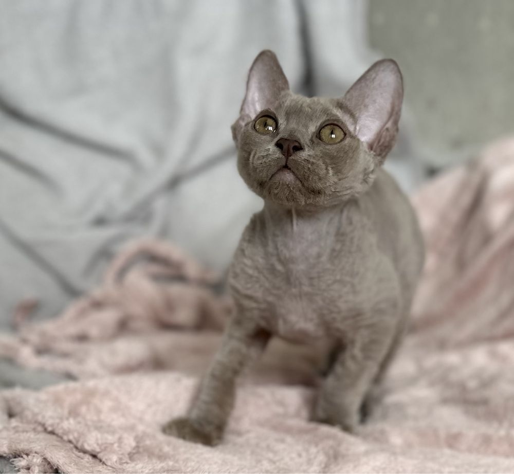 Liliowy devon rex kocur zaminię lub sprzedam