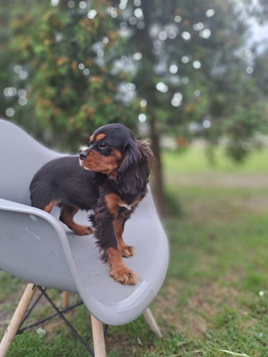 Cavalier King Charles Spaniel PIESEK
