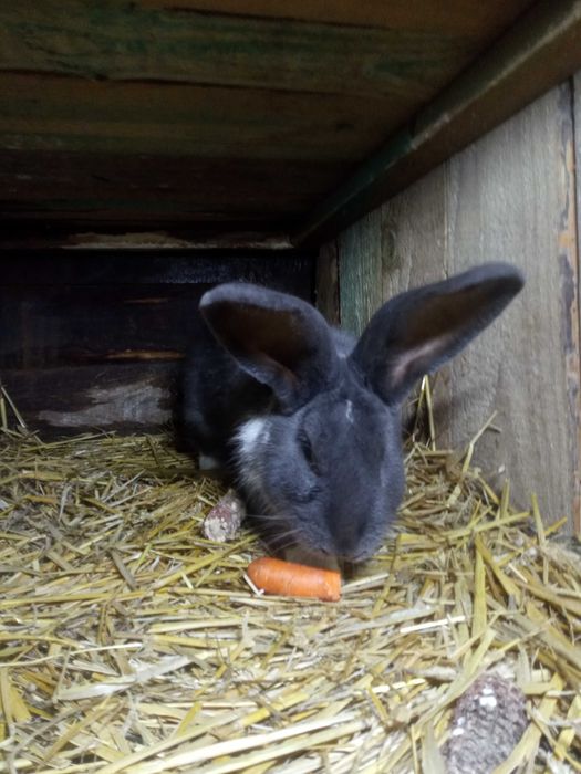 Młode króliki mieszańce