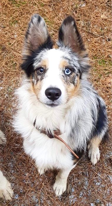 Border Collie Blue Merle/badania gen/gotowy do odbioru