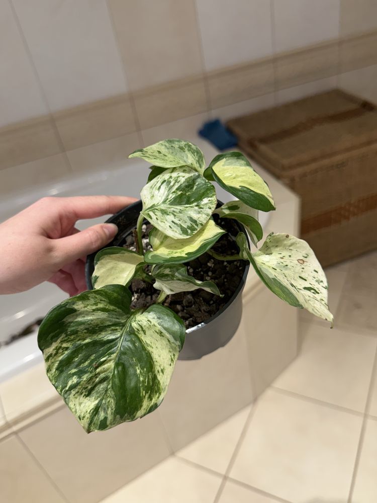 Epipremnum Happy Leaf