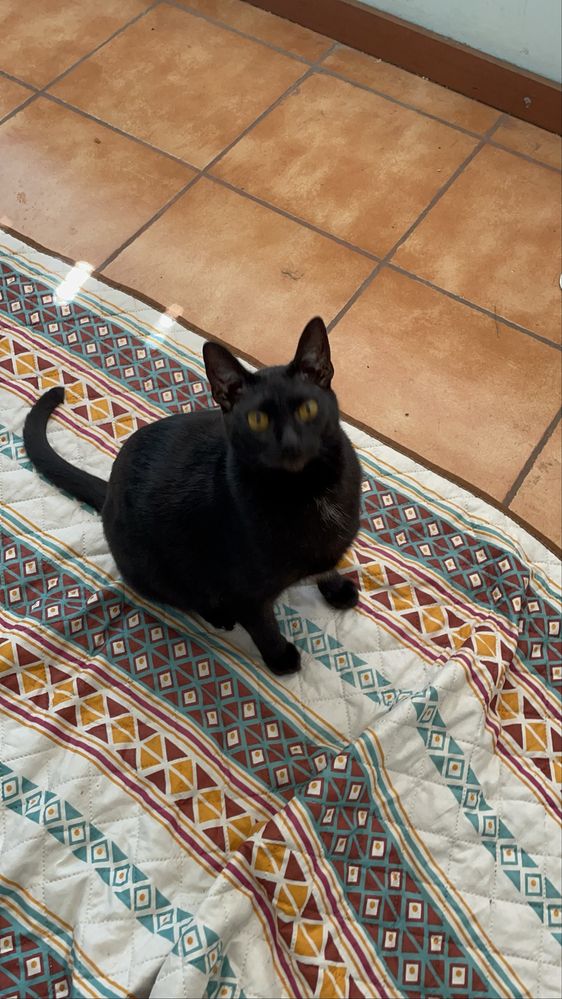 Smokey e Pantera para adoçao responsavel