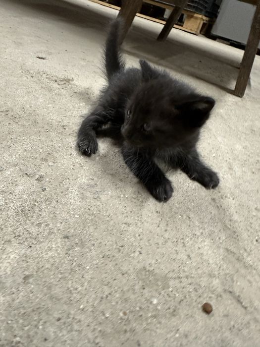 6 Gatinhos para adoçao