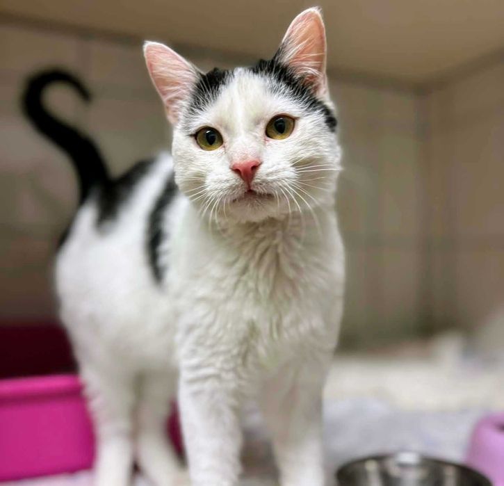 Piękny Kokardek czeka na domek...