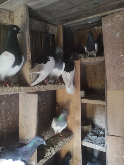 Murzyny ciemne ptaki