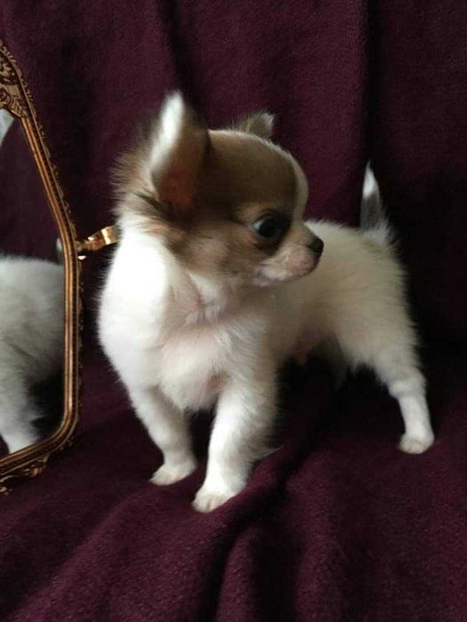 Чіхуахуа красень Ромка запрошує на вязку