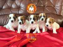 Zapowiedź miotu - Jack Russell Terrier/ BETI JACK