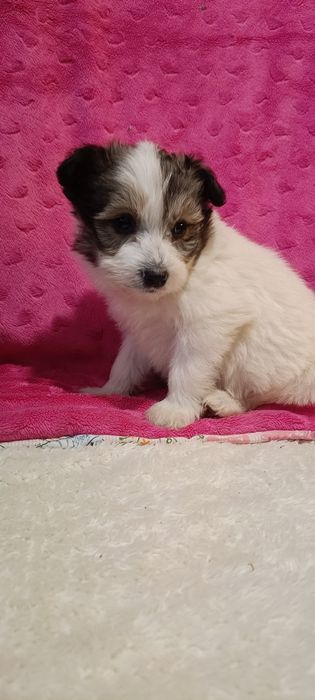 Hawańczyk chłopiec