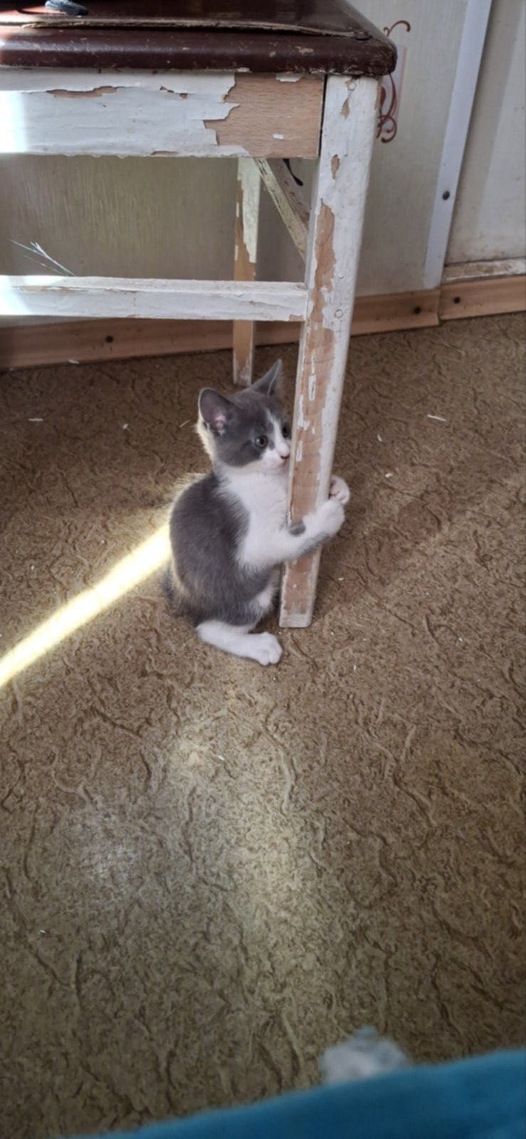 Срочно . Выгнали котят . Котята бесплатно