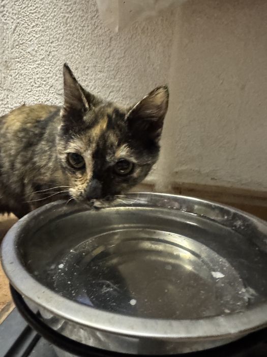 Gatinhos para adoção