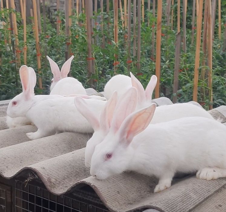 Продам кролі, м'ясо породи Термонська біла