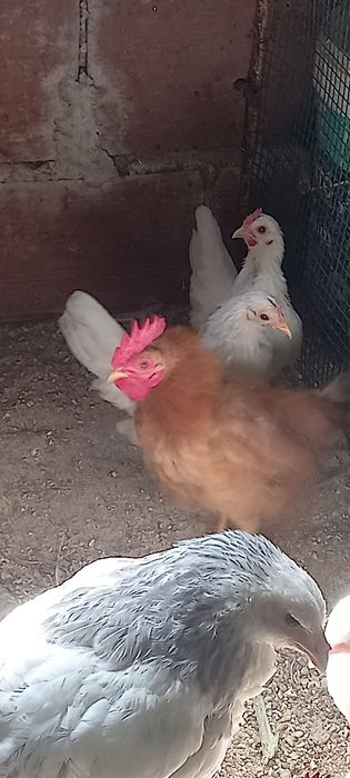Galinhas    serama