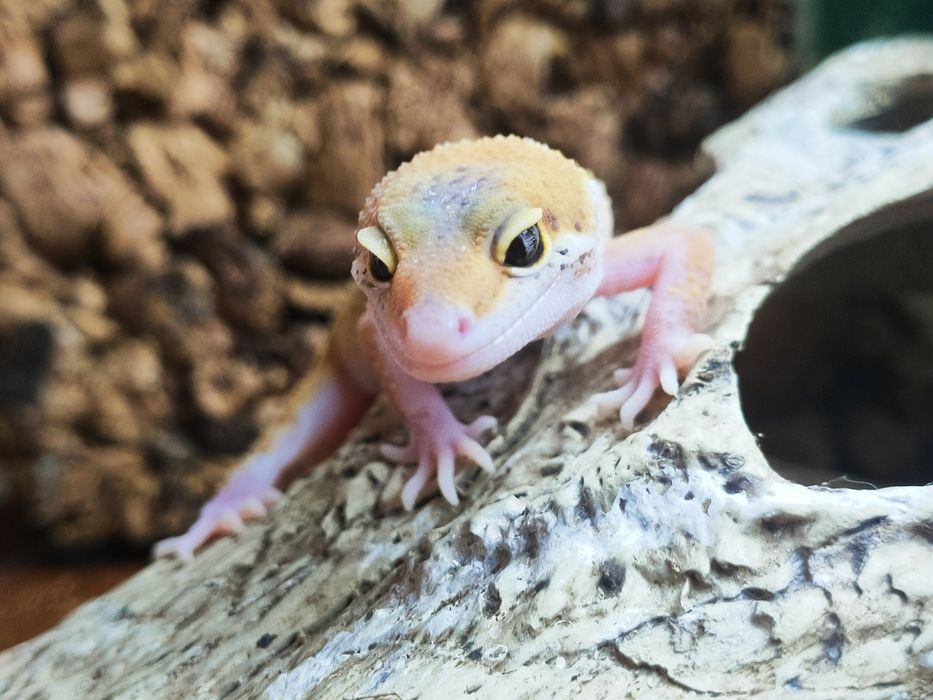 Gekony lamparci młode