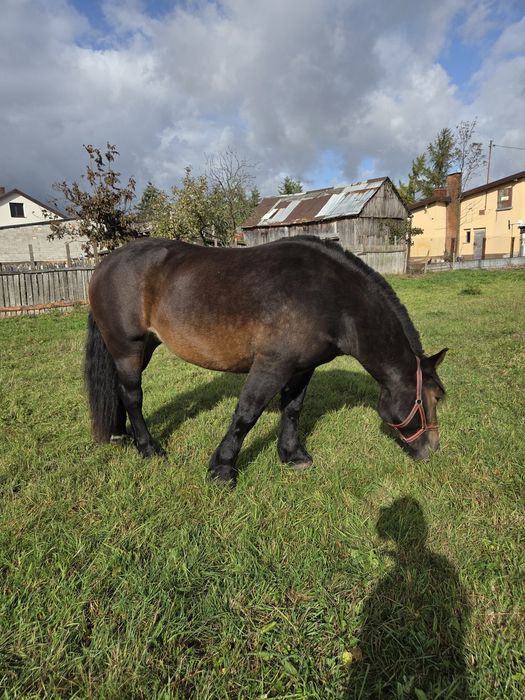 Sprzedam Klacz Zimnokrwistą