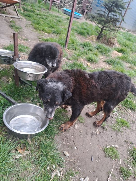 Misio.     6kilo pieska szuka domku