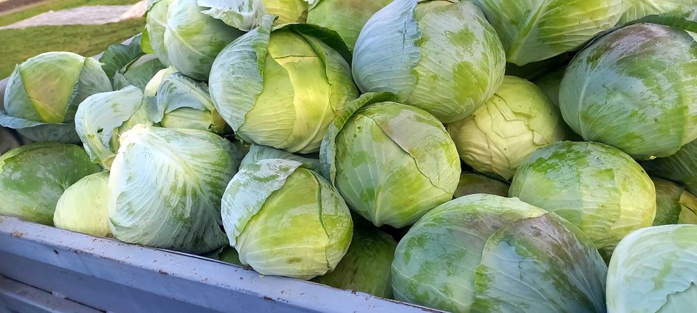 Капуста  Агресор