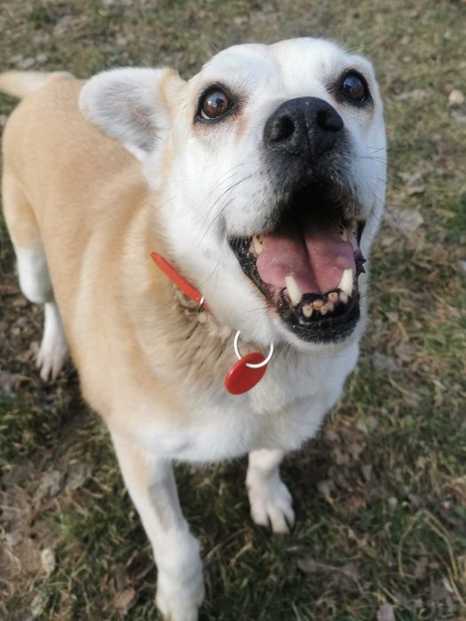 Mazda po 10 latach ponownie w schronisku...czeka na nowy dom!
