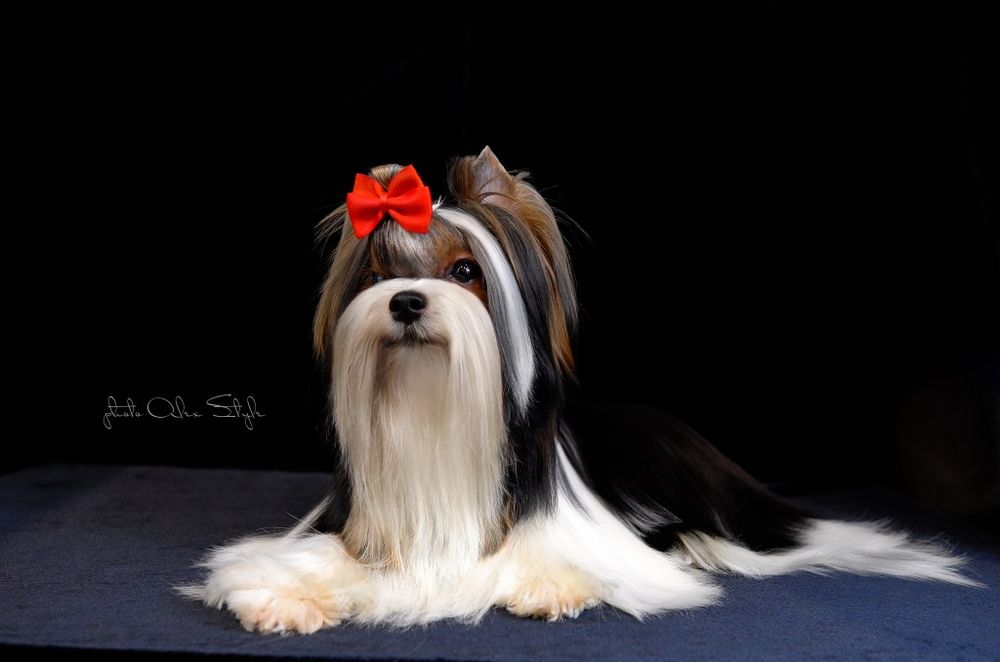 Бивер вязка щенки