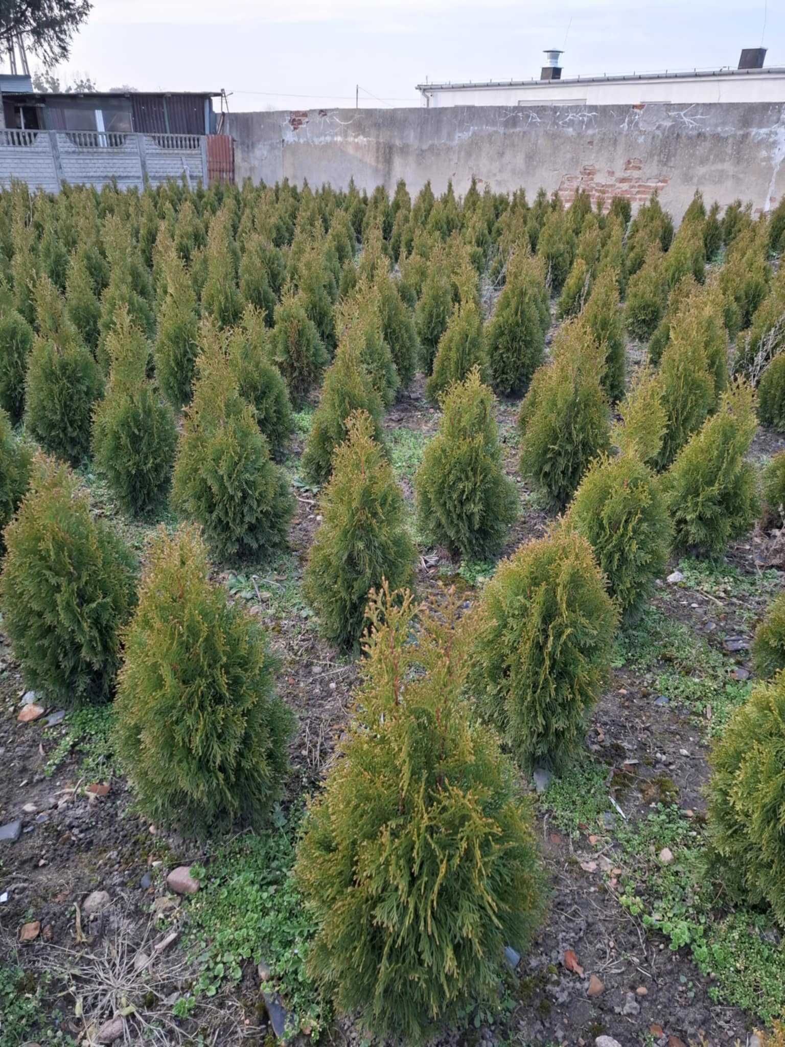 Tuja szmaragd 80cm-190cm kopane z gruntu
