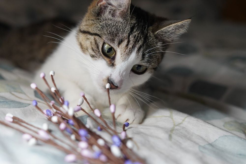 Juleczka- dorosła kotka wielkości kociaka szuka cierpliwego domu