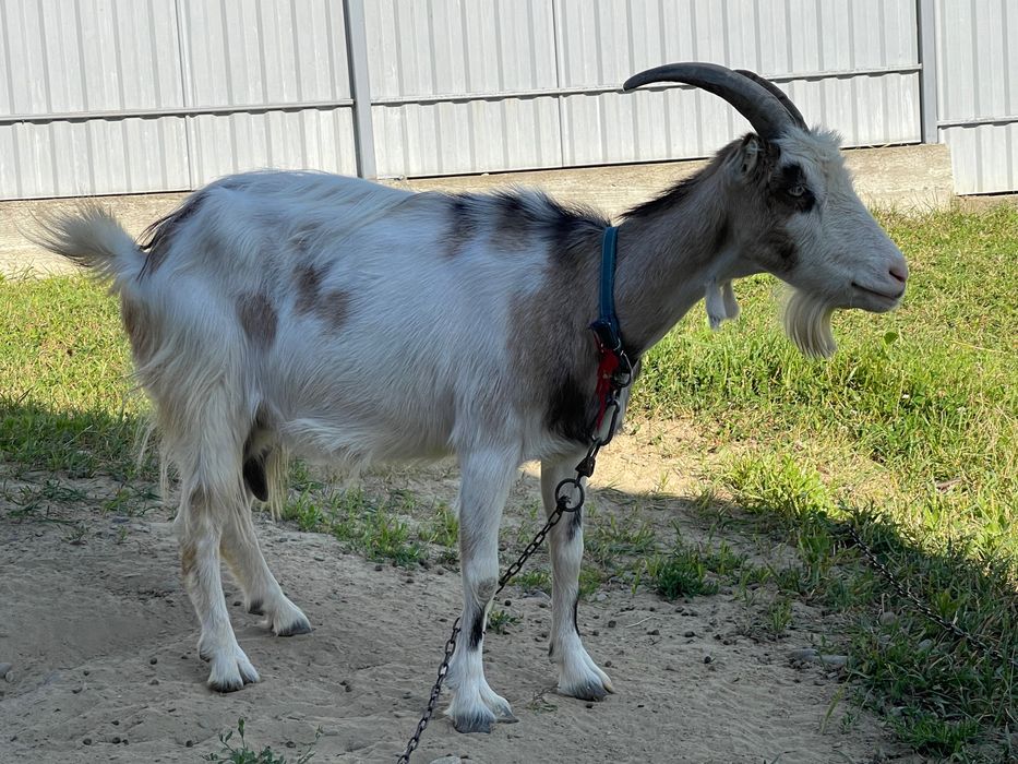 Кози. За деталями - дзвоніть
