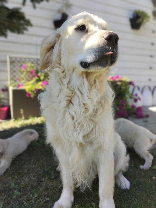 Szczenię golden retriever do odbioru samiec