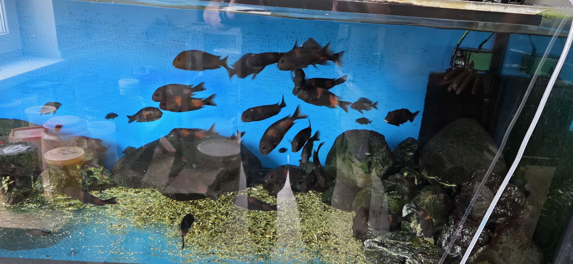 Tropheus bulu point