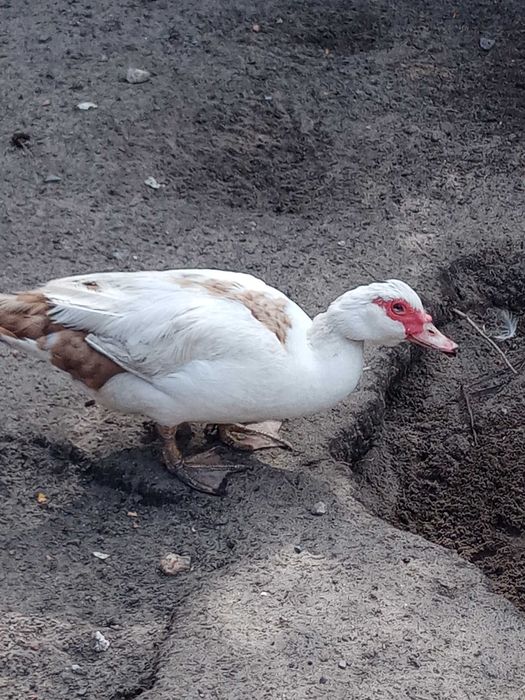 Jaja lęgowe kaczka piżmowa francuska