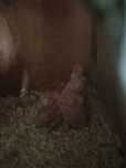 Ringnecks para criar á mão