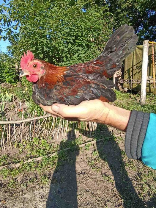 Продам півників  породи Бентам