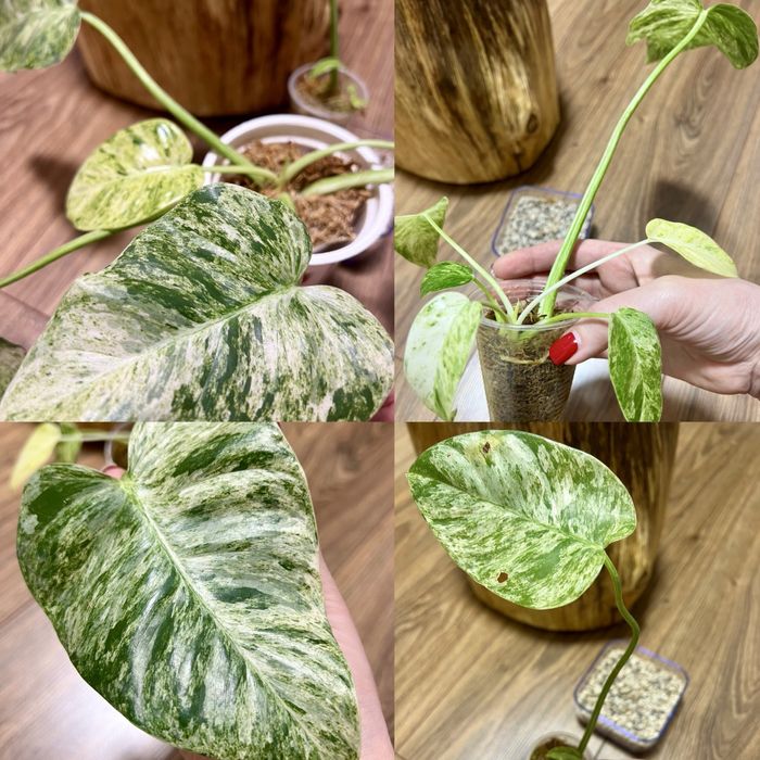 Филодендрон Melanochrysum variegated,Tenue,Congo Marble,Hederaceum var