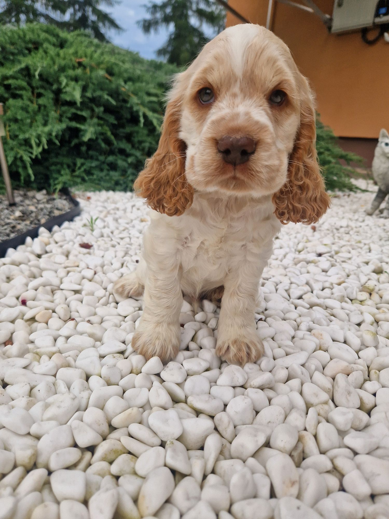 Piesek biało rudy, cocker spaniel