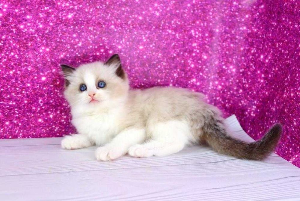 Чарівний пухнастий хлопчик регдолл с добрими навичками