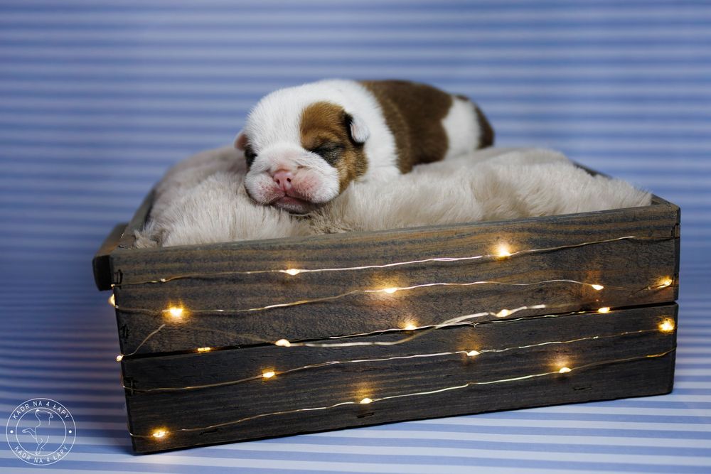 Buldog angielski chłopak FCI