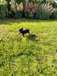 Pinczer miniaturowy, Ratlerek
