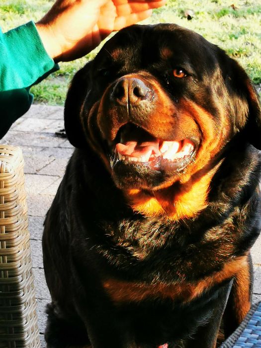 Sprzedam szczeniaki Rottweiler