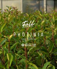 Photinia Red Robin / Carre Rouge -  50/100/150/200cm
