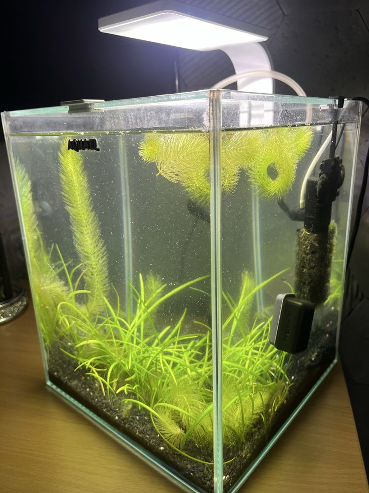 Akwarium 19l Aquael kostka zestaw