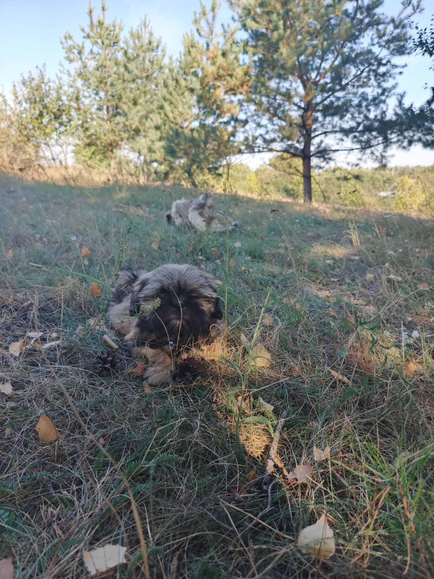 Хлопчик шит-цу.  4 міс. Дуже компактний.