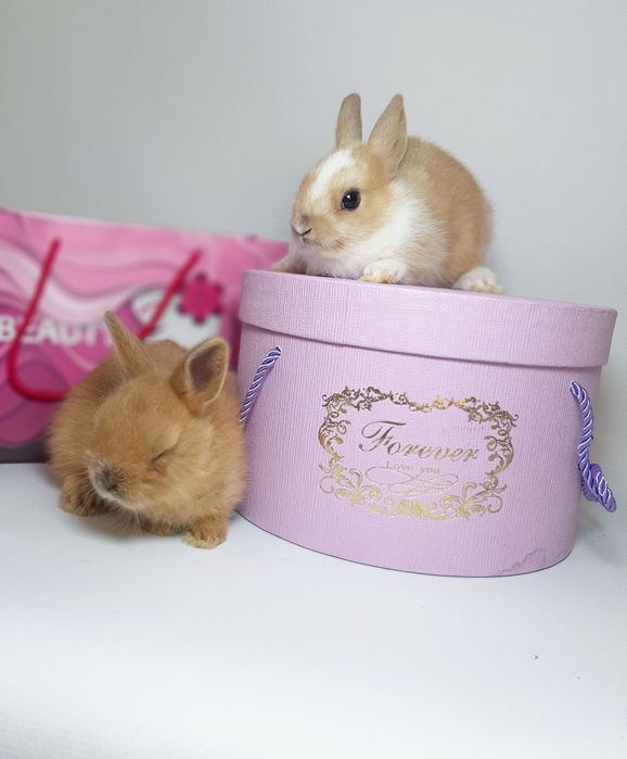 Карликовые мини кролики,міні декоратианые,декоративні,цветной карлик