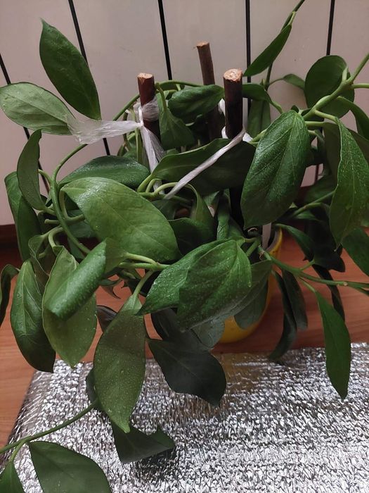 Хойя Обскура. Obscure. Растение целиком.