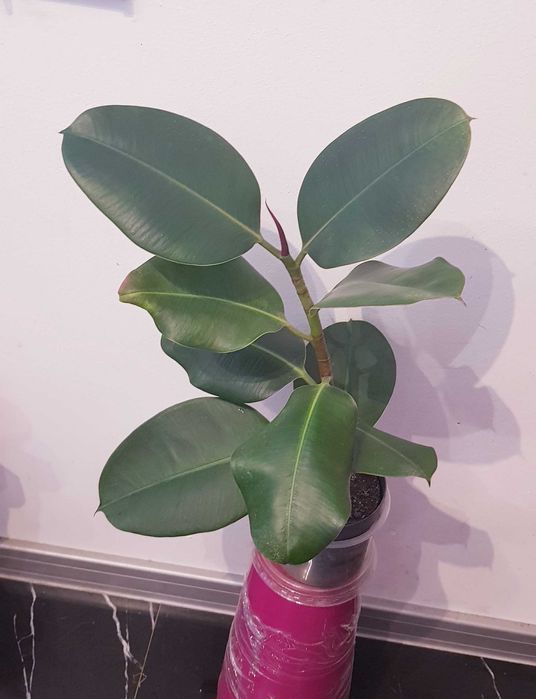 FIGOWIEC Sprężysty Ciemnozielone Błyszczące Liście Ficus Elastica 49cm