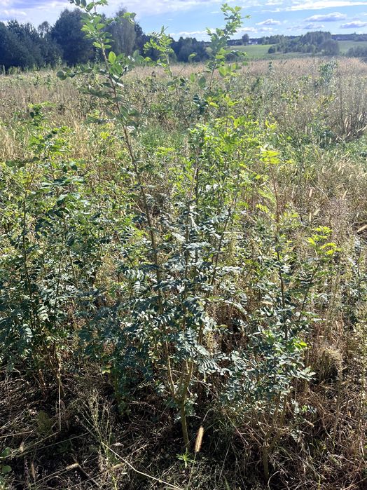 Karagana Syberyjska (Caragana arborescens) 150 cm