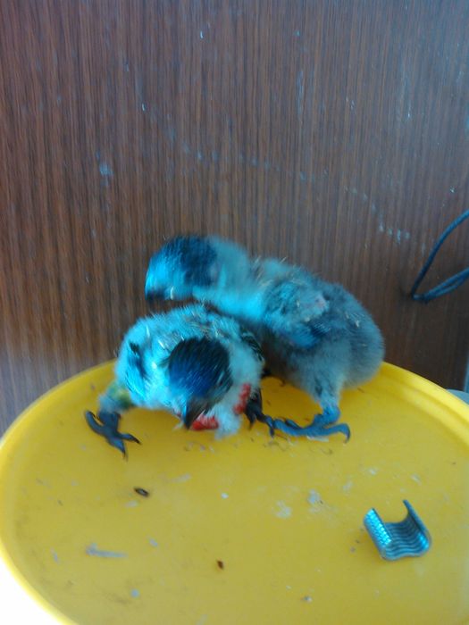 Tenho para cedencia 2 loris molucanos bebes