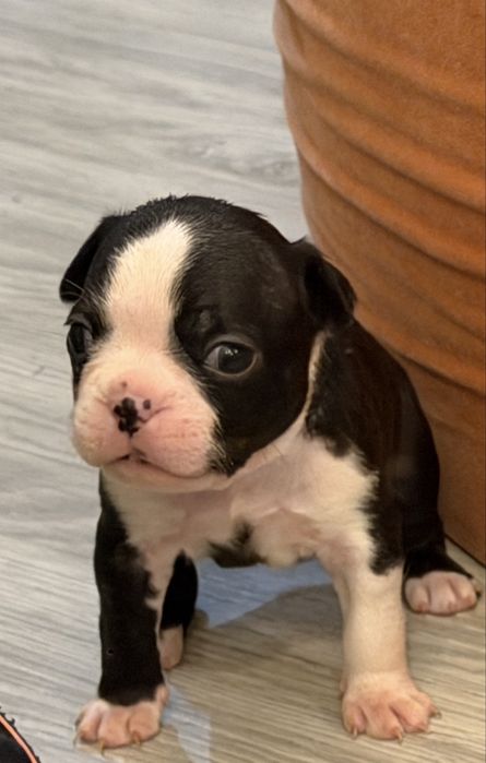 Boston terrier Szczenię